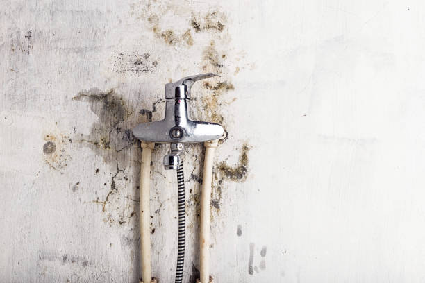 Best HVAC Mold Remediation in Wakefield, NE