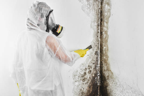 Best Residential Mold Remediation in Wakefield, NE