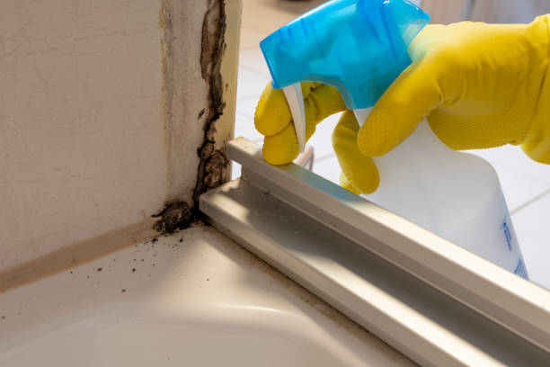 Best DIY Mold Remediation Support Services in Wakefield, NE