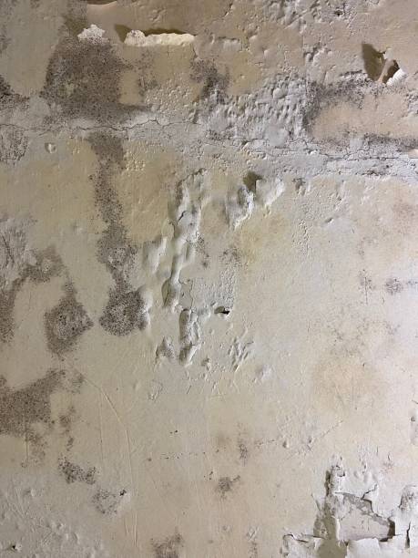 Best Emergency Mold Remediation in Wakefield, NE