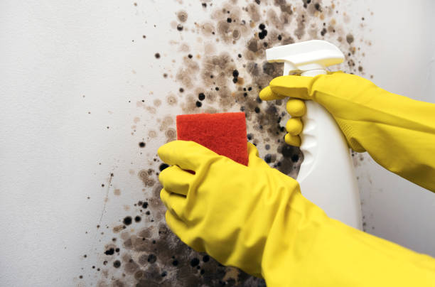 Best Mold Remediation for Schools in Wakefield, NE